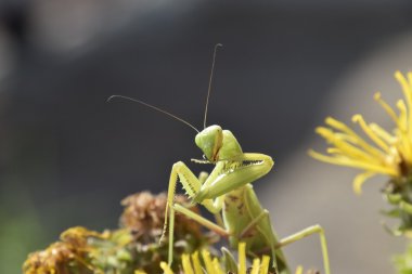 Dişi peygamberdevesi religios. Yırtıcı böcekler. Büyük yeşil kadın peygamber devesi.