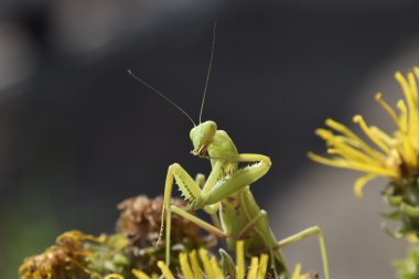 Dişi peygamberdevesi religios. Yırtıcı böcekler. Büyük yeşil kadın peygamber devesi.