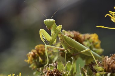 Dişi peygamberdevesi religios. Yırtıcı böcekler mantis