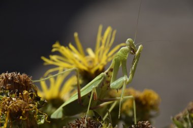 Dişi peygamberdevesi religios. Yırtıcı böcekler. Büyük yeşil kadın peygamber devesi.