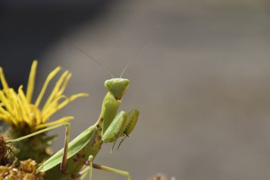 Dişi peygamberdevesi religios. Yırtıcı böcekler. Büyük yeşil kadın peygamber devesi.