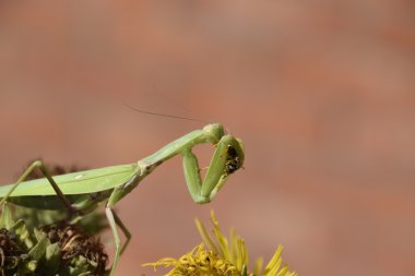The female praying mantis devouring wasp. The female mantis religios. Predatory insects. Huge green female mantis. clipart
