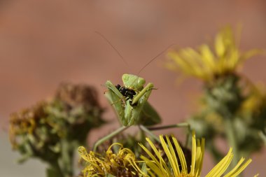 Dişi peygamberdevesi yiyen eşek arısı. Dişi peygamberdevesi religios. Yırtıcı böcekler. Büyük yeşil kadın peygamber devesi.