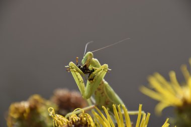 Dişi peygamberdevesi yiyen eşek arısı. Dişi peygamberdevesi religios. Yırtıcı böcekler. Büyük yeşil kadın peygamber devesi.