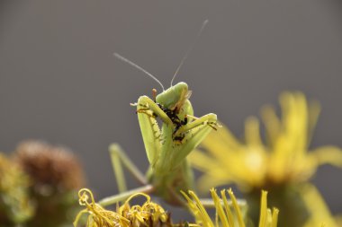 Dişi peygamberdevesi yiyen eşek arısı. Dişi peygamberdevesi religios. Yırtıcı böcekler. Büyük yeşil kadın peygamber devesi.