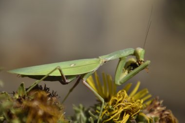 Dişi peygamberdevesi yiyen eşek arısı. Dişi peygamberdevesi religios. Yırtıcı böcekler. Büyük yeşil kadın peygamber devesi.