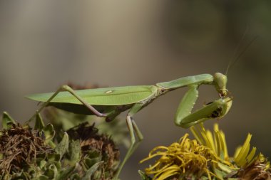 Dişi peygamberdevesi yiyen eşek arısı. Dişi peygamberdevesi religios. Yırtıcı böcekler. Büyük yeşil kadın peygamber devesi.