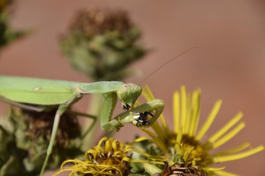 Dişi peygamberdevesi yiyen eşek arısı. Dişi peygamberdevesi religios. Yırtıcı böcekler. Büyük yeşil kadın peygamber devesi.