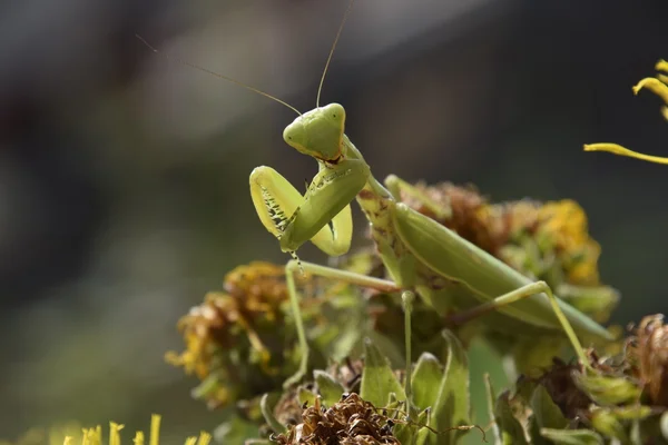 Mantis Religiosa Femenina Insectos Depredadores Mantis Femenina Verde Enorme —  Fotos de Stock