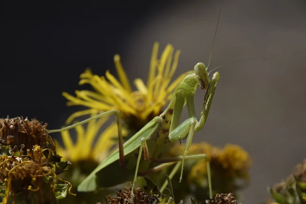 Les Mantes Religieuses Féminines Des Insectes Prédateurs Énorme Mantis Femelle — Photo