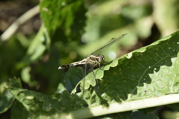 Libelle Auf Einem Meerrettichblatt Insektenräuber — Stockfoto