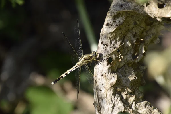 Dragonfly Leaf Horseradish Insect Predators — Stock Photo, Image