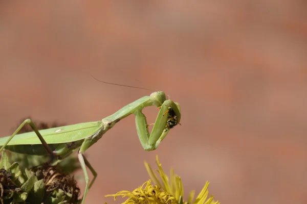 Femelle Qui Prie Est Une Guêpe Dévorante Les Mantes Religieuses — Photo