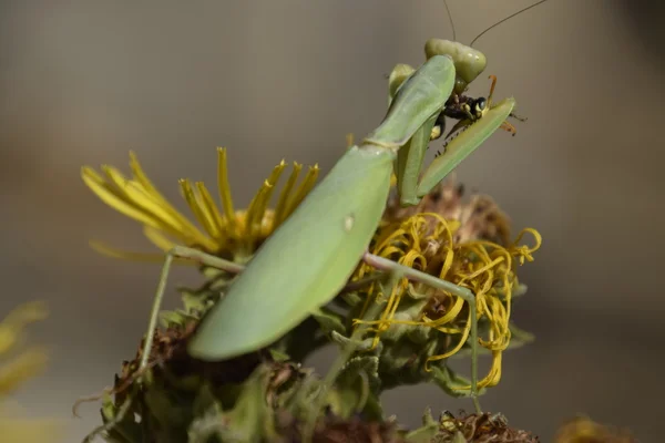 Belalang Berdoa Betina Melahap Tawon Mantis Religios Betina Serangga Predator — Stok Foto