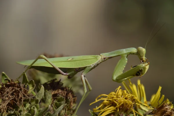 Femelle Qui Prie Est Une Guêpe Dévorante Les Mantes Religieuses — Photo