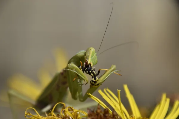 Femelle Qui Prie Est Une Guêpe Dévorante Les Mantes Religieuses — Photo