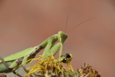 Dişi peygamberdevesi yiyen eşek arısı. Dişi peygamberdevesi religios. Yırtıcı böcekler. Büyük yeşil kadın peygamber devesi.