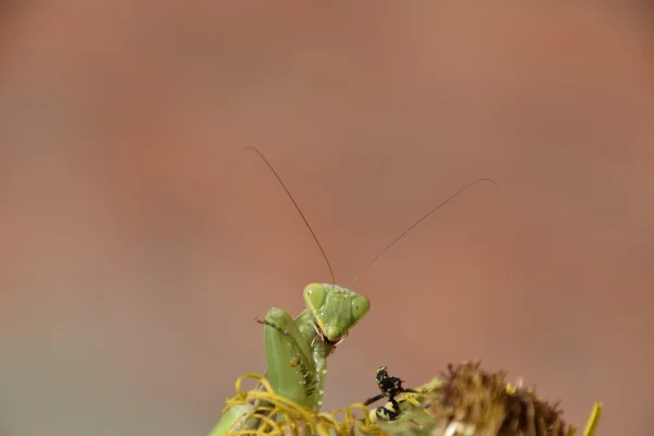 Das Gottesanbeterin Weibchen Frisst Wespe Die Weiblichen Gottesanbeterinnen Raubinsekten Riesige — Stockfoto