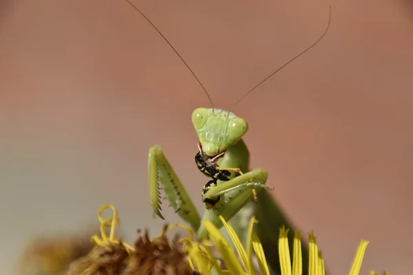 De vrouwelijke praying mantis verslinden wesp — Stockfoto