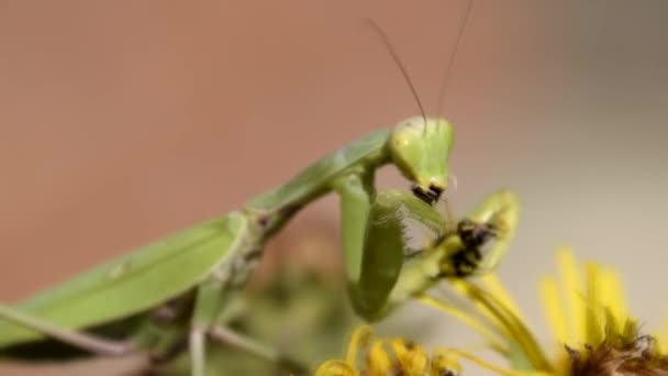 De vrouwelijke praying mantis verslinden wesp — Stockvideo