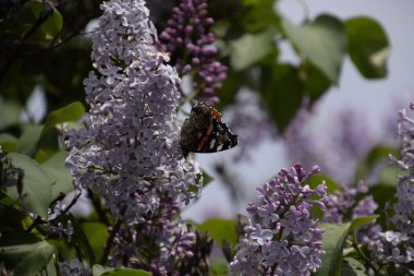 Lila çiçek kelebek Amiral dalları üzerinde. Böcek polinatörler.