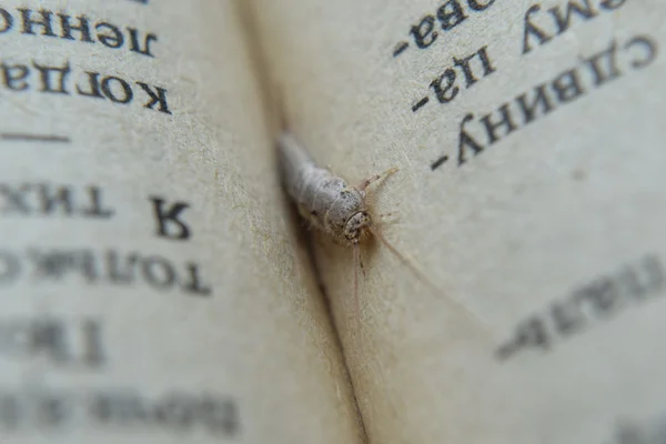 Alimentação Insetos Papel Silverfish Livros Pragas Jornais — Fotografia de Stock