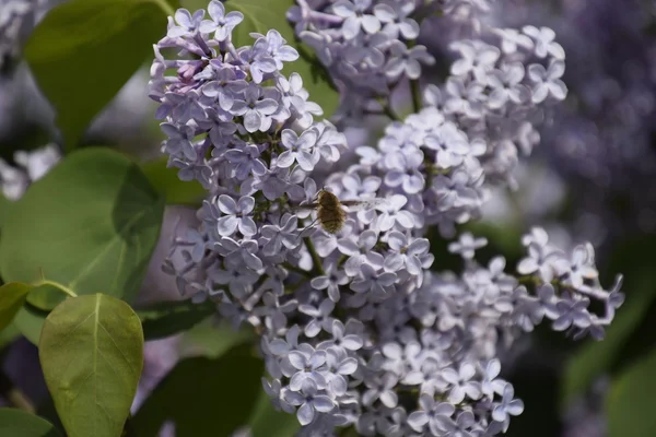 Shaggy Fly Lilac Colors Insect Pollinator — Stock Photo, Image