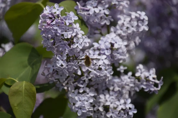 Shaggy Fly Lilac Colors Insect Pollinator — Stock Photo, Image