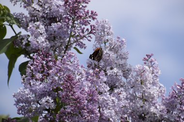 Lila çiçek kelebek Amiral dalları üzerinde. Böcek polinatörler.