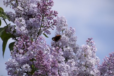 Lila çiçek kelebek Amiral dalları üzerinde. Böcek polinatörler.