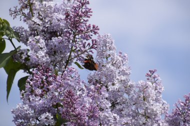 Lila çiçek kelebek Amiral dalları üzerinde. Böcek polinatörler.