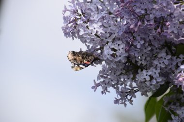 Lila çiçek kelebek Amiral dalları üzerinde. Böcek polinatörler.
