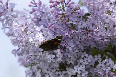 Lila çiçek kelebek Amiral dalları üzerinde. Böcek polinatörler.