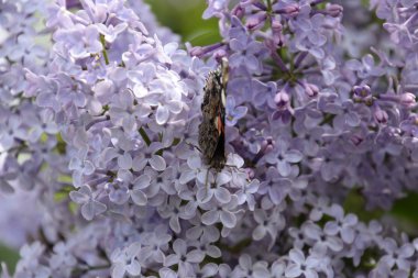 Lila çiçek kelebek Amiral dalları üzerinde. Böcek polinatörler.