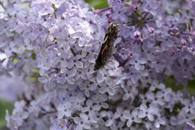 Lila çiçek kelebek Amiral dalları üzerinde. Böcek polinatörler.