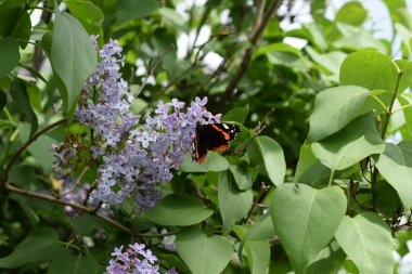 Lila çiçek kelebek Amiral dalları üzerinde. Böcek polinatörler.