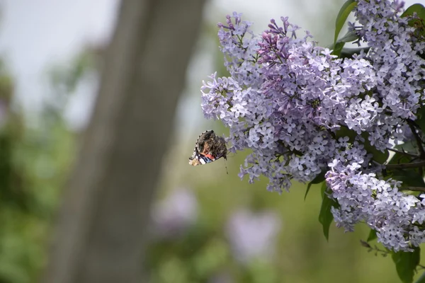 Lila çiçek kelebek Amiral dalları üzerinde. Böcek polinatörler.