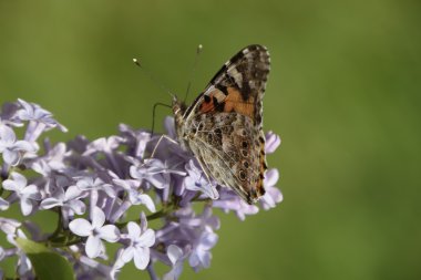 Kelebek döküntü Lila renkler. Böcek polinatörler.