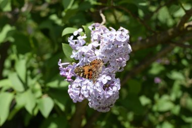 Kelebek döküntü Lila renkler. Böcek polinatörler.