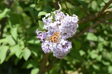 Kelebek döküntü Lila renkler. Böcek polinatörler.