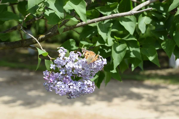 Butterfly rash on lilac colors. Insect pollinators.