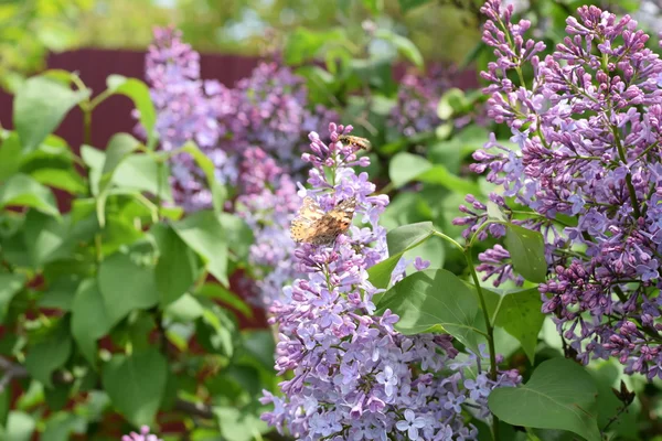 Butterfly rash on lilac colors. Insect pollinators.