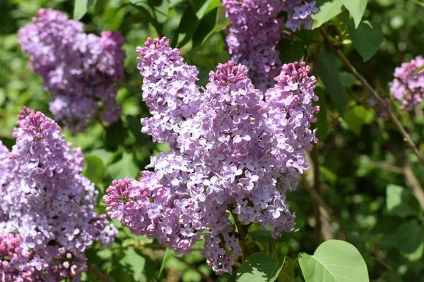 Bellissimi Fiori Viola Lilla All Aperto Fiori Lilla Sui Rami — Foto Stock