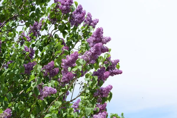 Красиві Фіолетові Бузкові Квіти Відкритому Повітрі Квіти Бузку Гілках — стокове фото