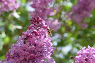 Güzel mor eflatun çiçekler açık havada. Eflatun çiçekler dallar üzerinde