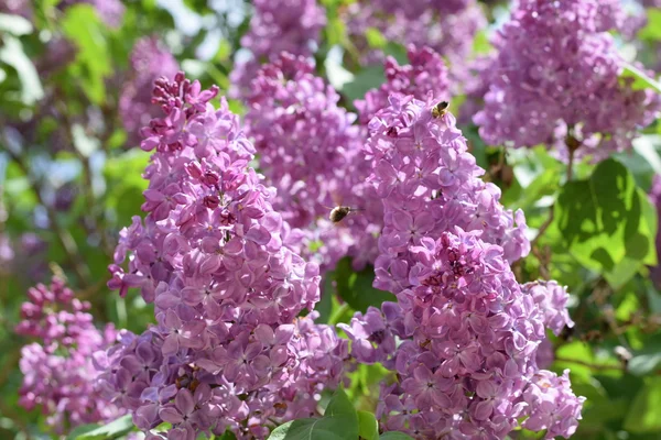 Vacker Lila Lila Blommor Utomhus Lila Blommor Grenar — Stockfoto