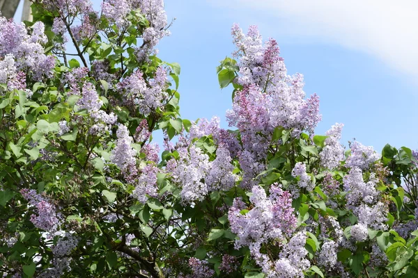 美しい紫色のライラックの花アウトドア 枝にライラックの花 — ストック写真