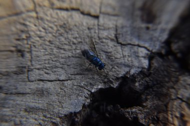Ruby - kuyruklu wasp (Chrysis ignita)