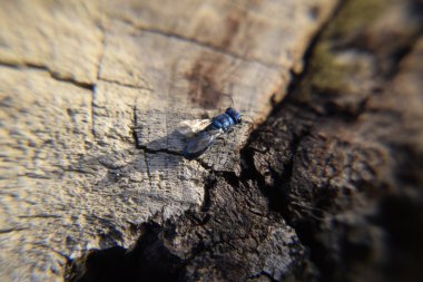 Ruby - kuyruklu wasp (Chrysis ignita)