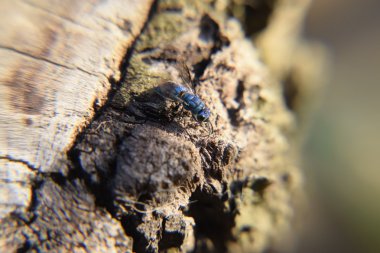 Ruby - kuyruklu wasp (Chrysis ignita)